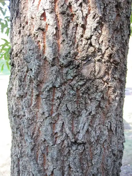 Foto de Quercus acutissima - Bark:Bruce Kirchoff