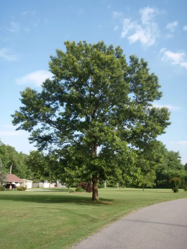 Foto de Quercus acutissima - Full Form:Jim Robbins