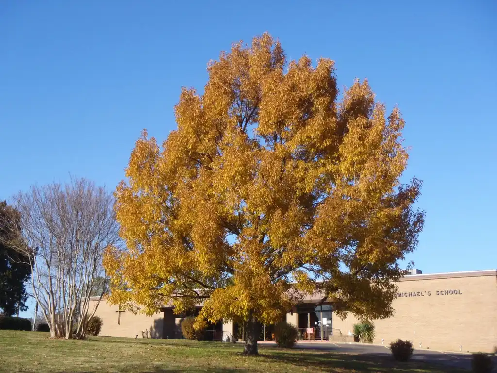 Foto de Quercus acutissima - Fall Color Form:Jim Robbins