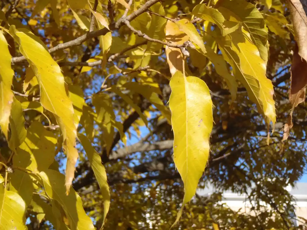 Foto de Quercus acutissima - Fall Color Leaf and Bud:Jim Robbins
