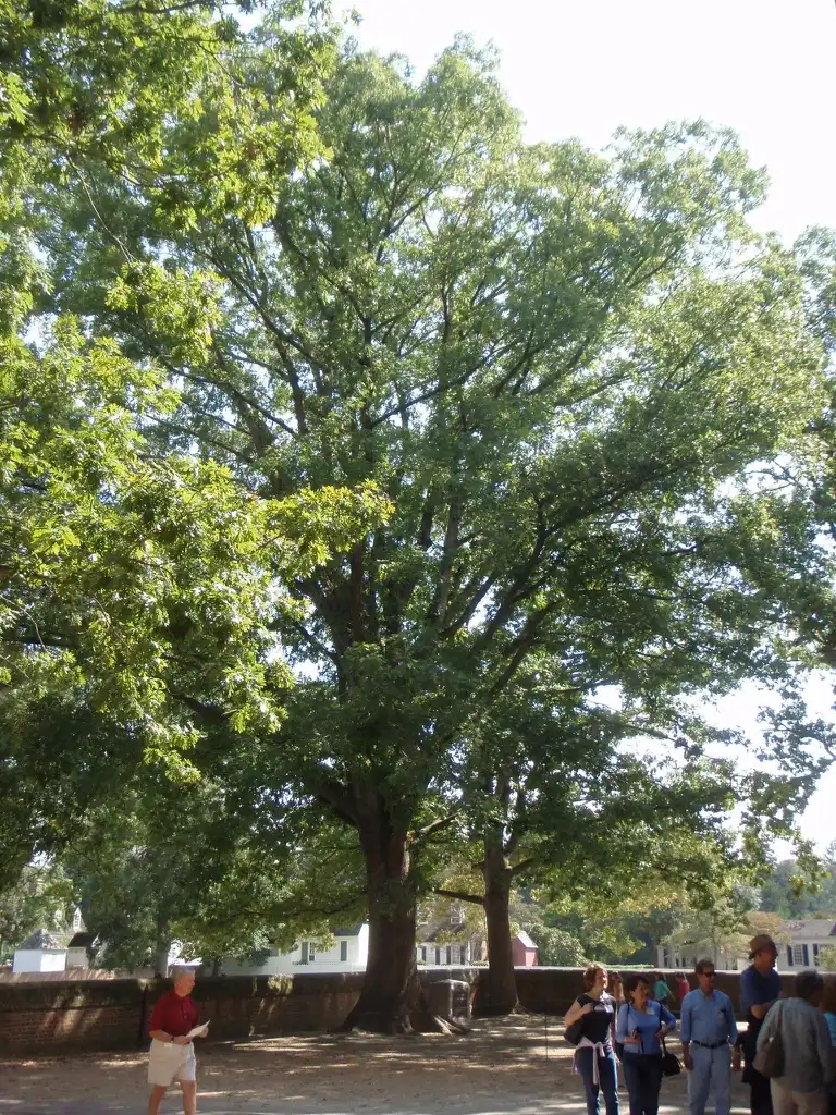 Photo of Quercus alba (Quercus albas)
