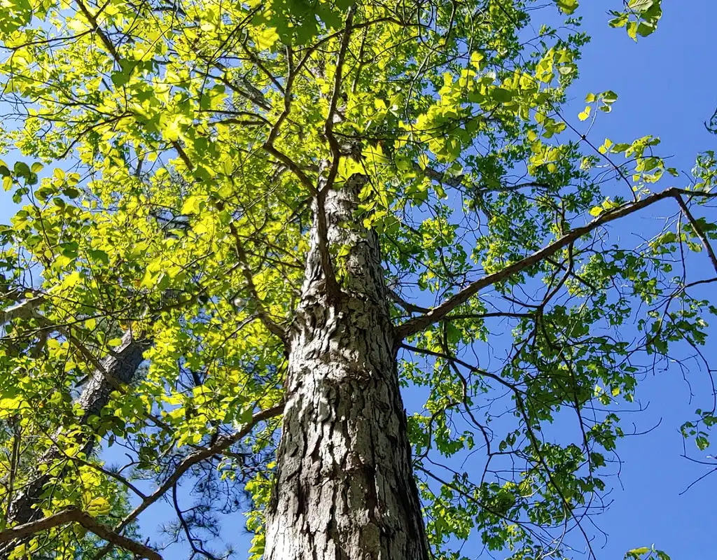 Photo of Quercus alba (Quercus albas)