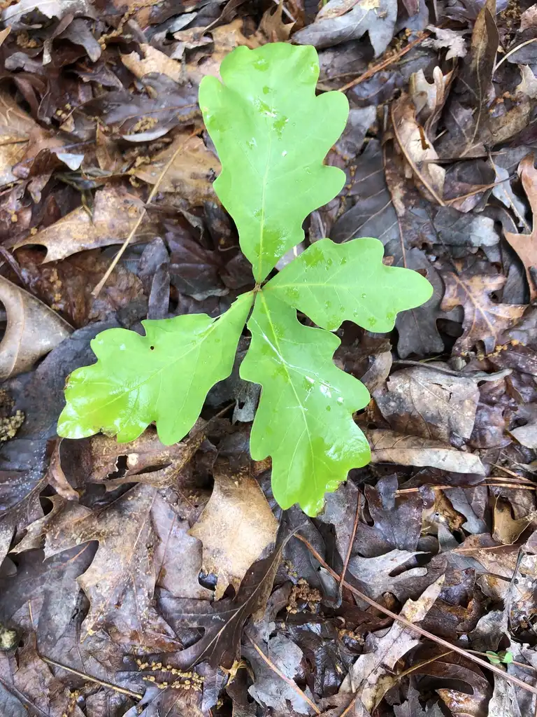 Photo of Quercus alba - Seedling (Warren County,NC):Cathy Dewitt