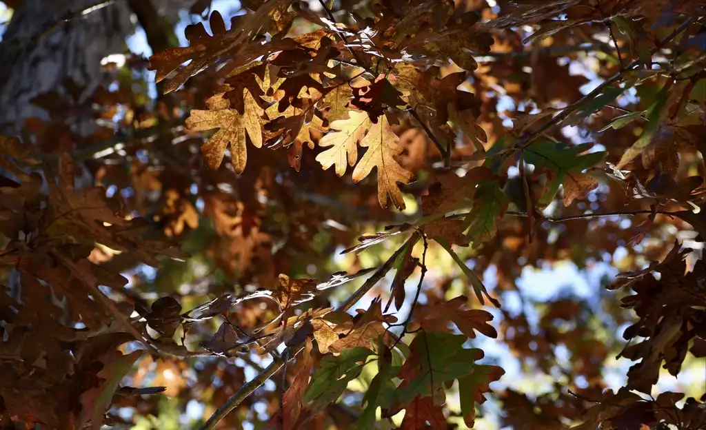 Photo of Quercus alba - Leaves (Warren County,NC)-Late Fall:Cathy Dewitt