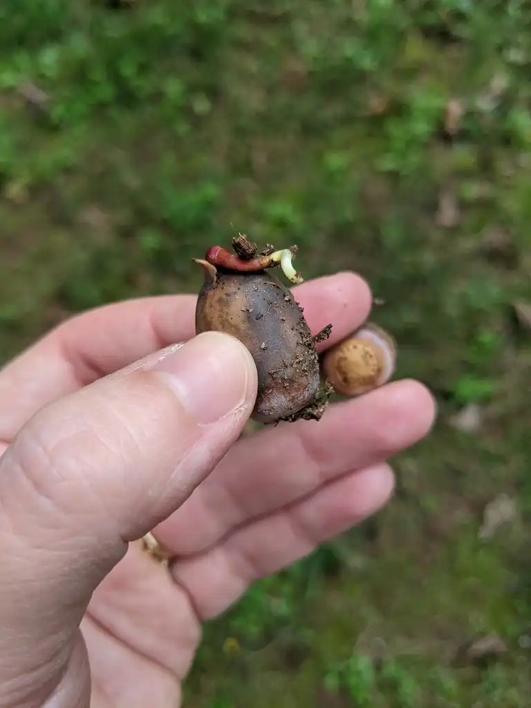 Photo of Quercus alba - Acorn sprouting (Cabarrus County, NC)-Fall:Hope Duckworth