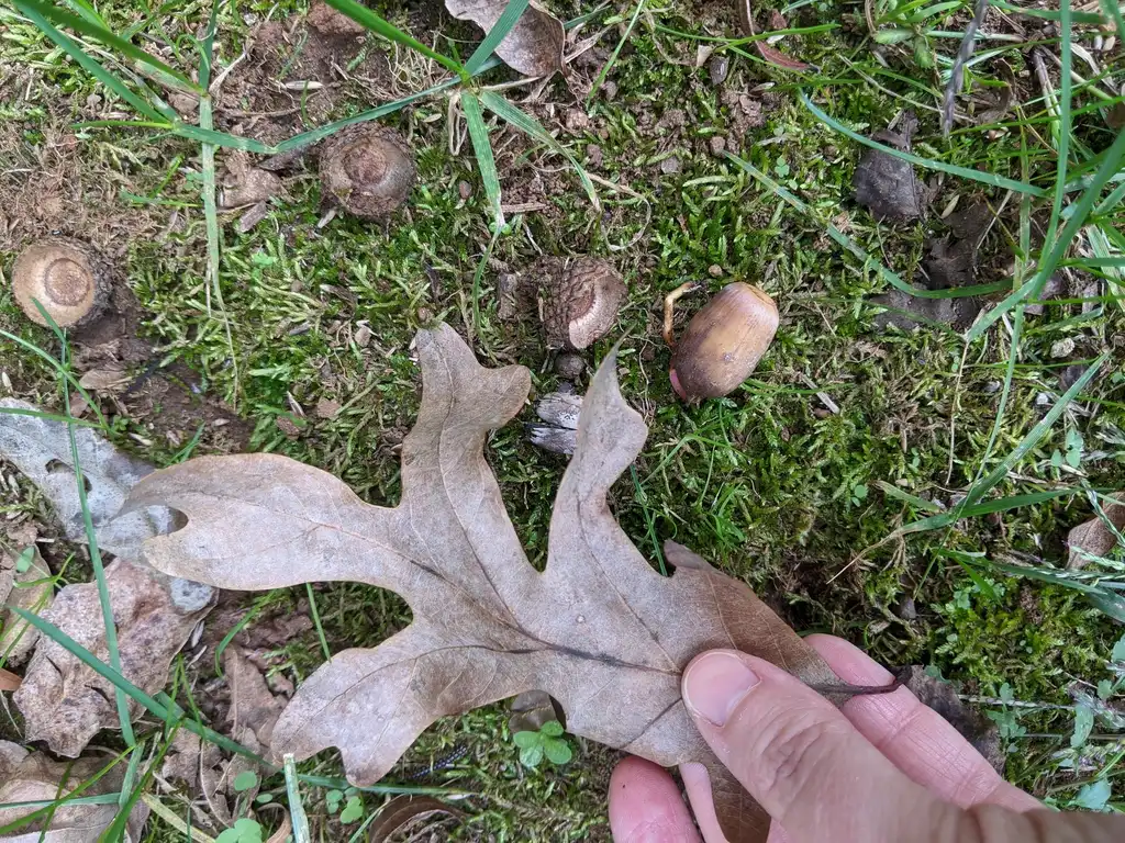 Photo of Quercus alba - Leaf and acorn (Cabarrus County, NC)-Fall:Cathy Dewitt