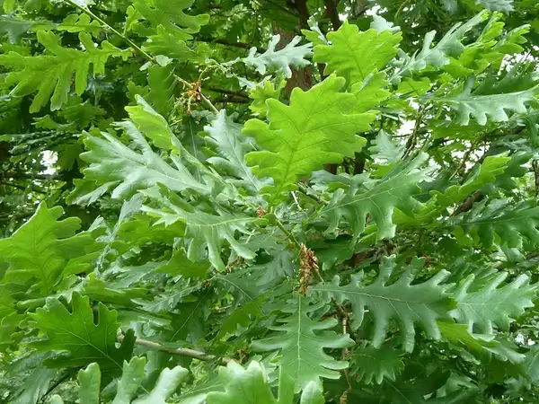 Photo of Quercus alba - Leaves:Wendy Cutler