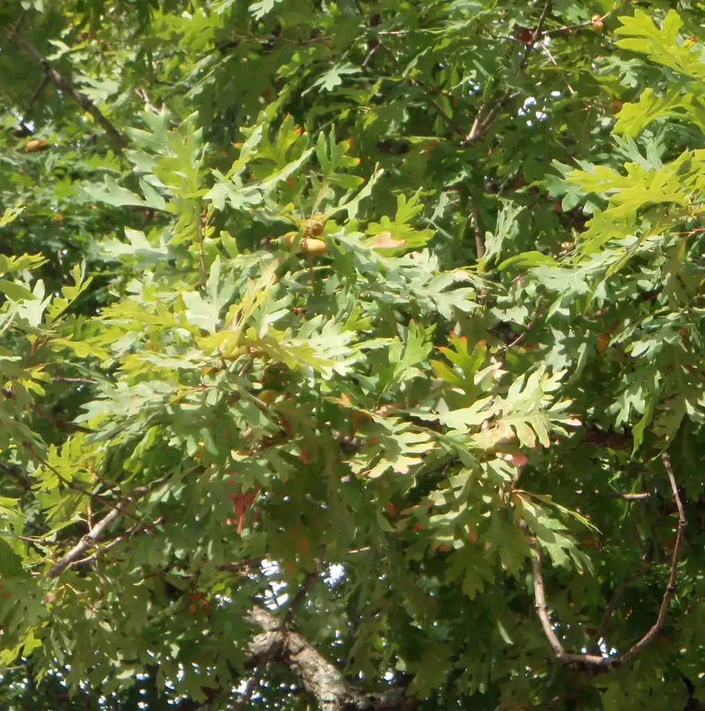 Photo of Quercus alba - Leaf and Fruit:Jim Robbins