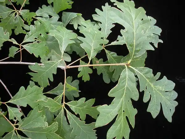 Photo of Quercus alba - Leaves:Bruce Kirchoff