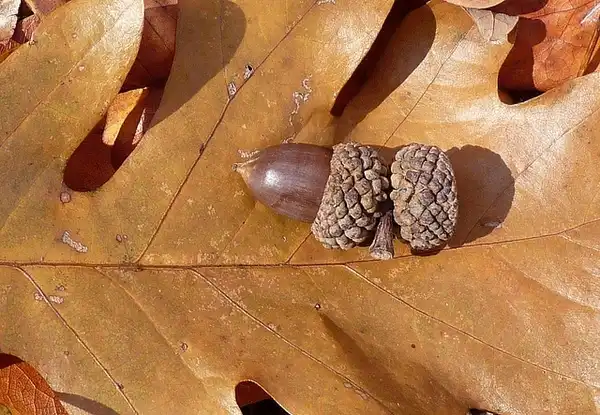 Photo of Quercus alba - Fall leaf color and acorn.:NatureServe