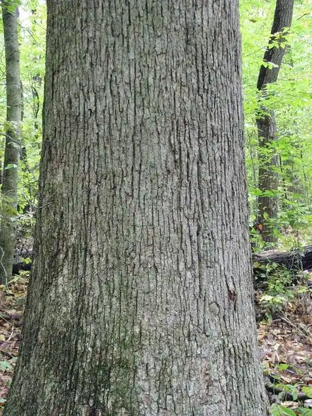 Photo of Quercus alba - Trunk:Kerry Woods