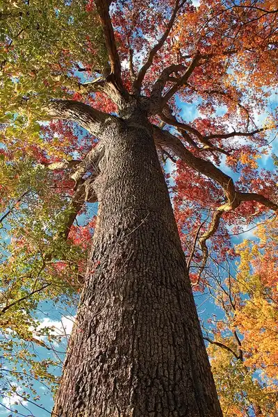 Photo of Quercus alba - Can grow to be a massive tree.:Nicholas A. Tonelli