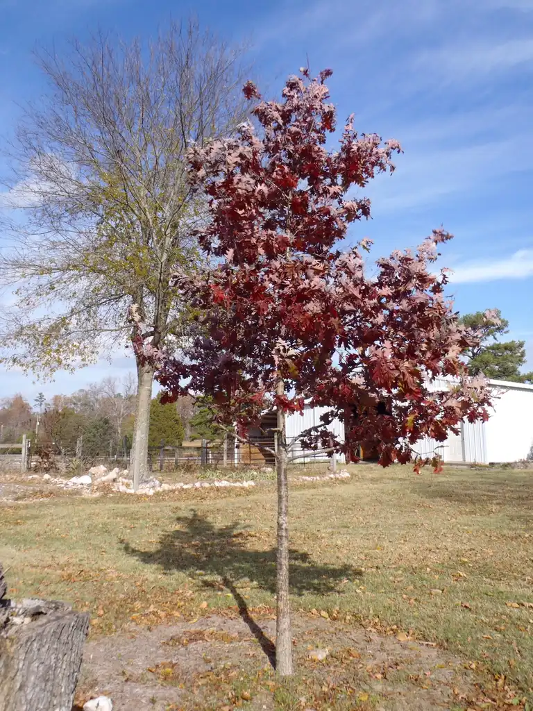 Photo of Quercus alba - Young Fall Color Form:Jim Robbins