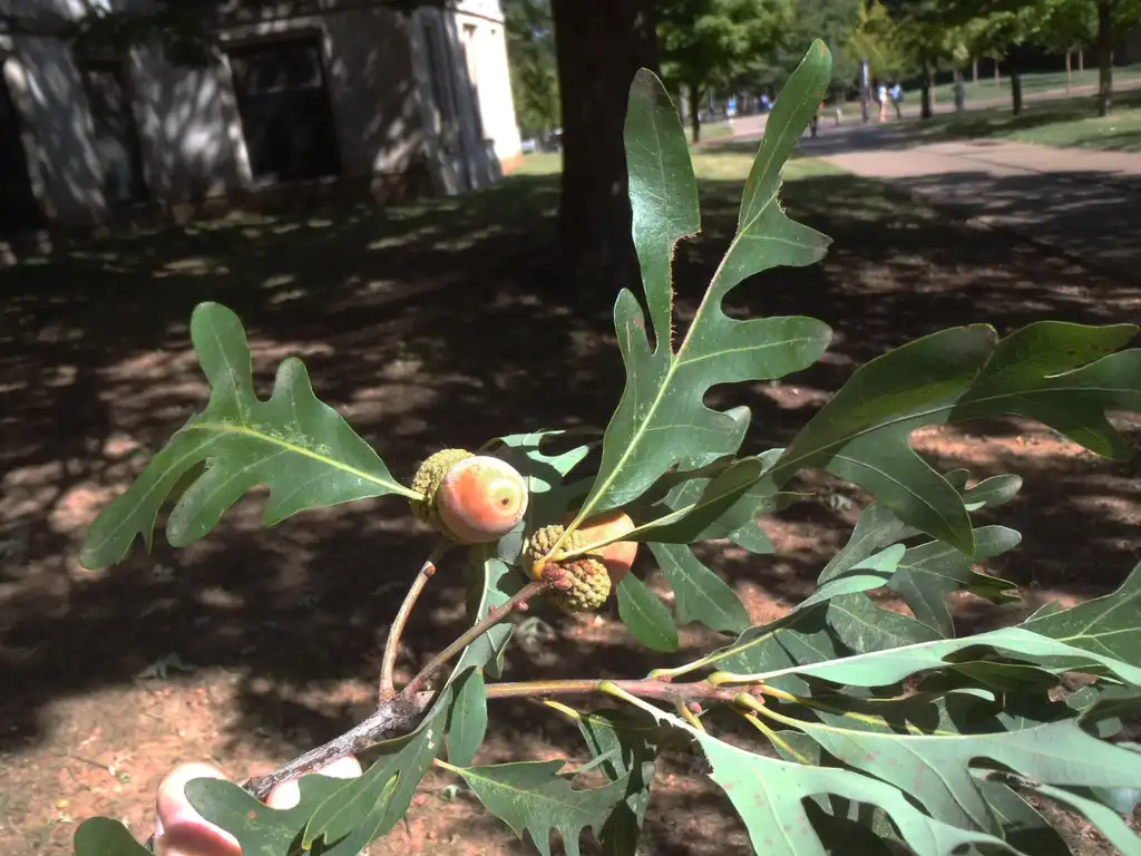 Photo of Quercus alba - Fruit and Leaves Detail:Jim Robbins
