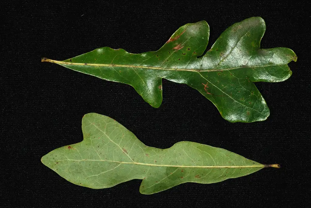 Фото Quercus austrina (Quercus austrinas)