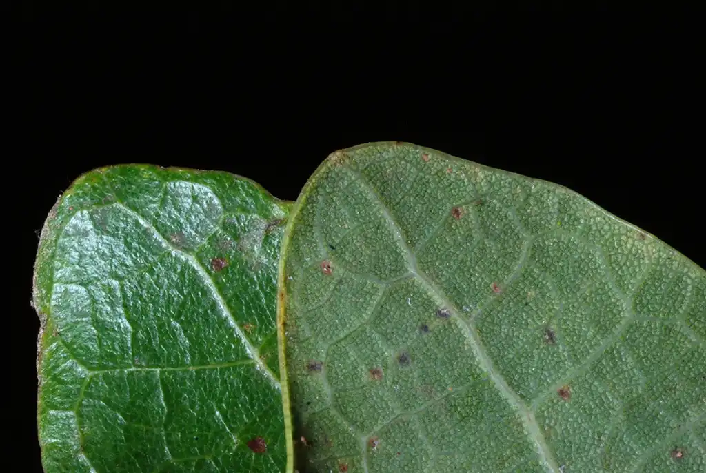 Фото Quercus austrina (Quercus austrinas)