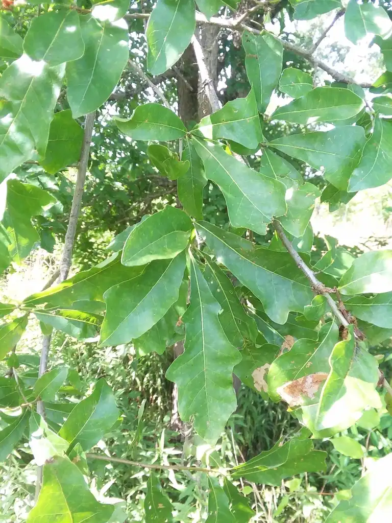 Фото Quercus austrina - Leaves:Will McFarland