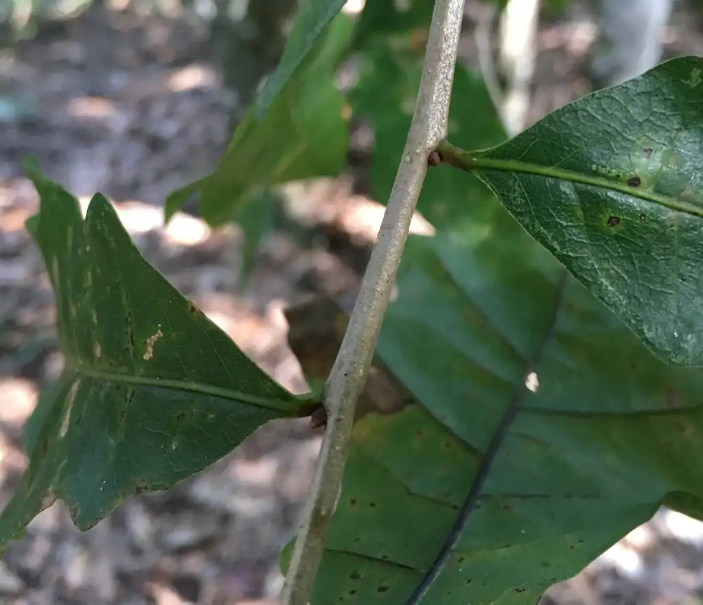 Фото Quercus austrina - Stem:Eric M Powell
