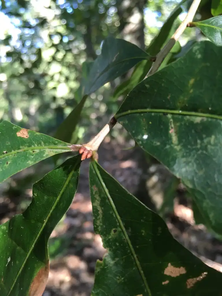 Фото Quercus austrina - End buds:Eric M Powell