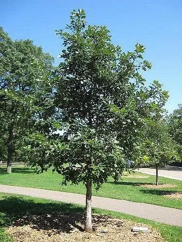 Фото Quercus bicolor (Quercus bicolors)