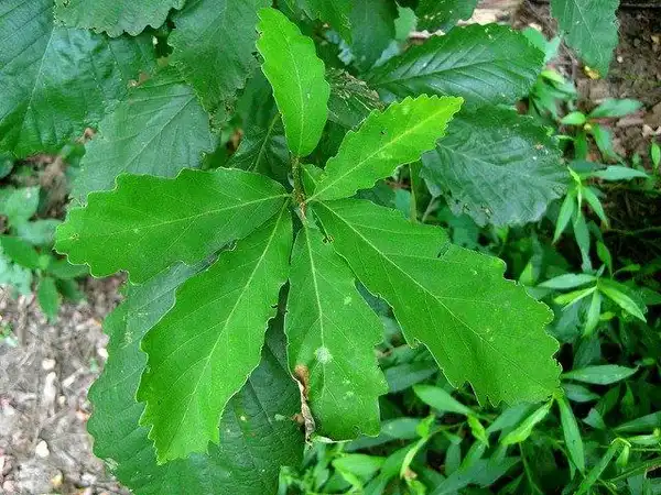 Фото Quercus bicolor (Quercus bicolors)