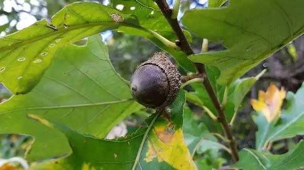 Фото Quercus bicolor - Acorn:Dan Keck