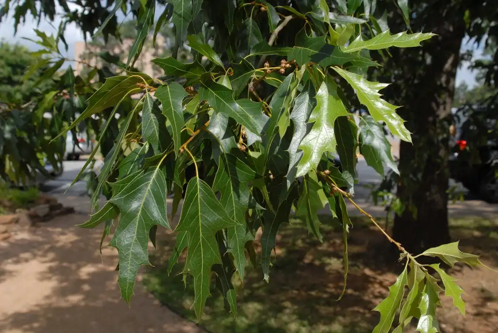 Фото Quercus canbyi (Quercus canbyis)