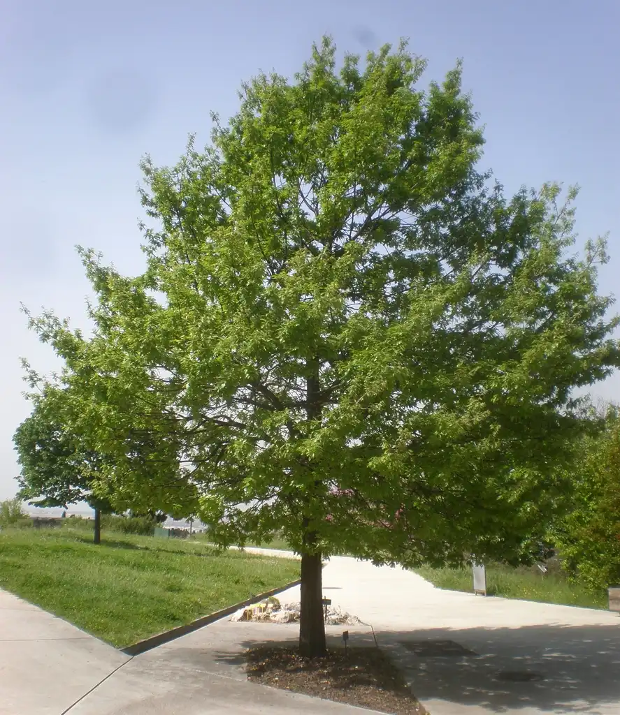 Photo of Quercus cerris (Quercus cerriss)