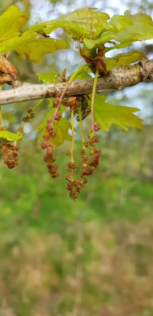Photo of Quercus cerris (Quercus cerriss)