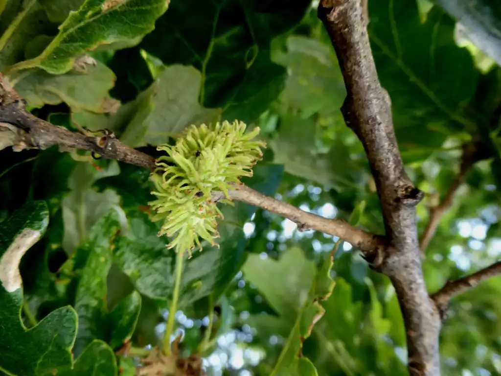 Photo of Quercus cerris - Stem:Colin Ogle