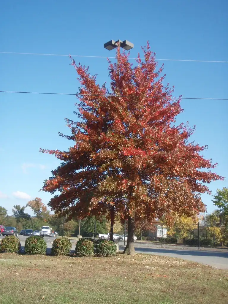 Foto de Quercus coccinea (Quercus coccineas)