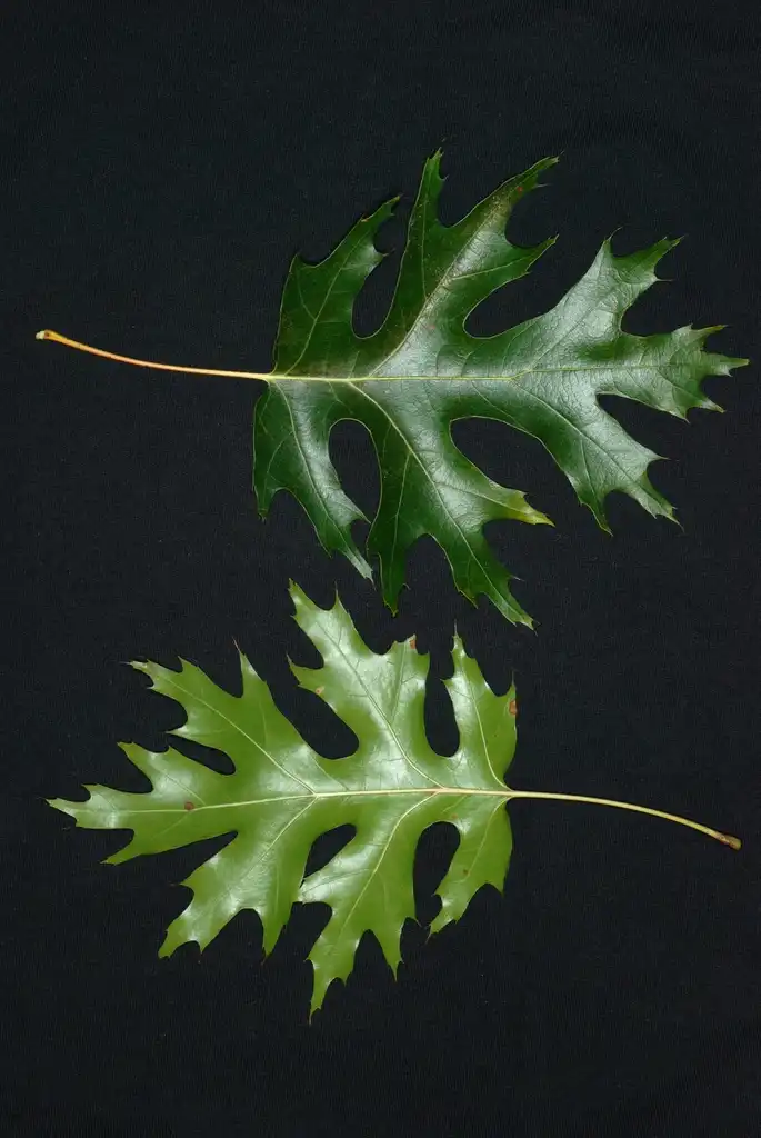 Foto de Quercus coccinea (Quercus coccineas)