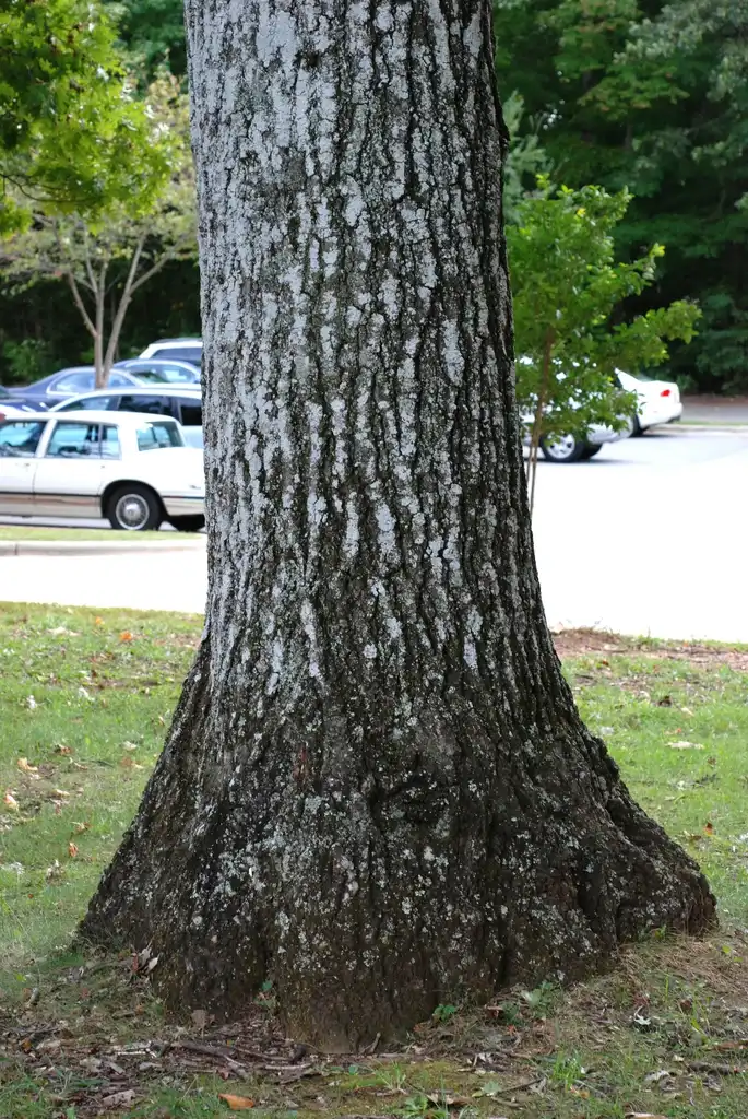 Foto de Quercus coccinea - Trunk of tree (Greensboro, NC)-Early Fall:Douglas Goldman, USDA