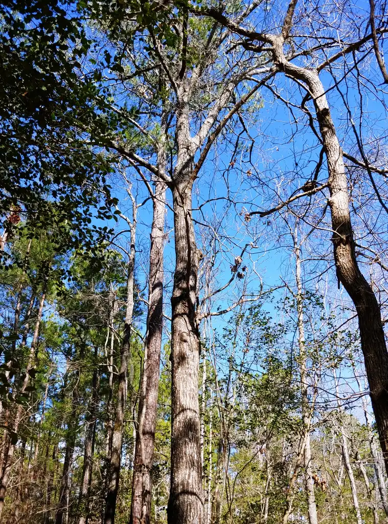 Foto de Quercus coccinea - Tree Brunswick Nature Park:skdavidson