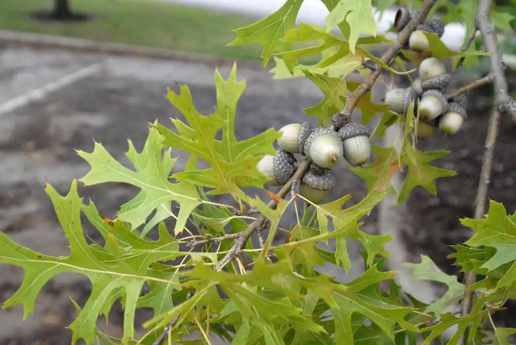 Foto de Quercus coccinea - Fruit and Leaf:Jim Robbins