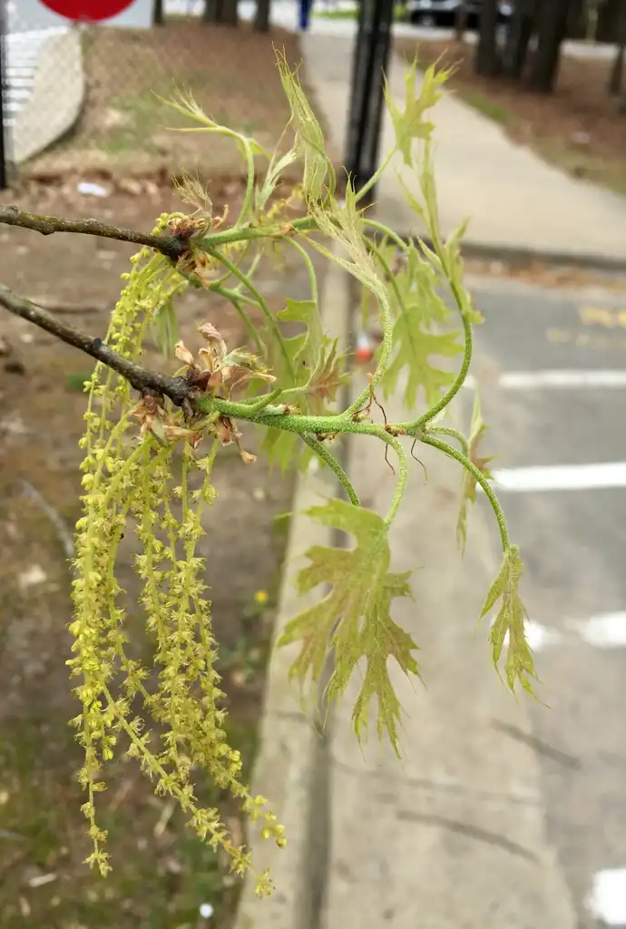 Foto de Quercus coccinea - Flowers:Jim Robbins