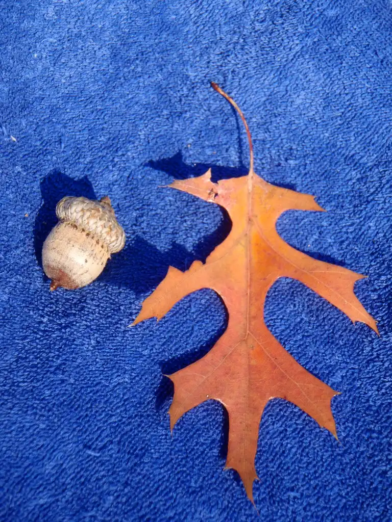 Foto de Quercus coccinea - Leaf and Fruit Detail:Jim Robbins
