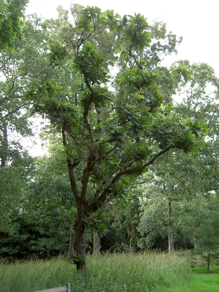 Photo of Quercus dentata (Quercus dentatas)