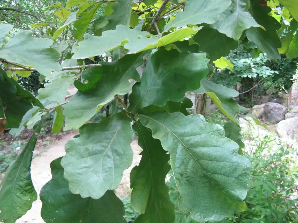 Photo of Quercus dentata (Quercus dentatas)
