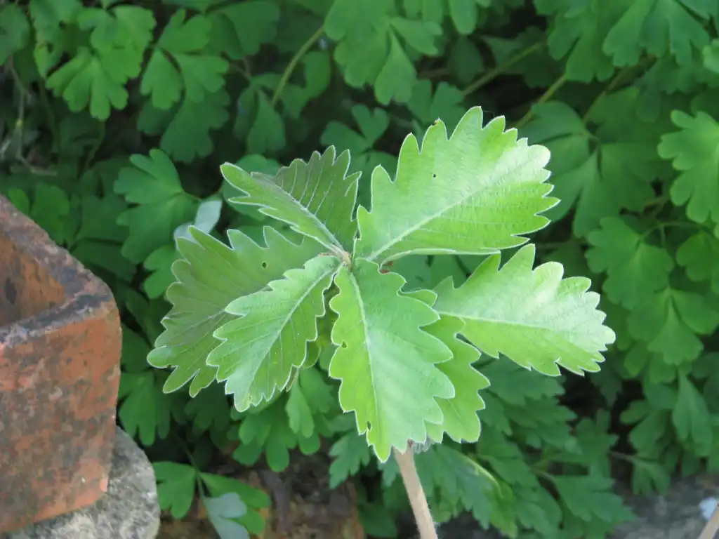 Photo of Quercus dentata - Leaves:Steve Law