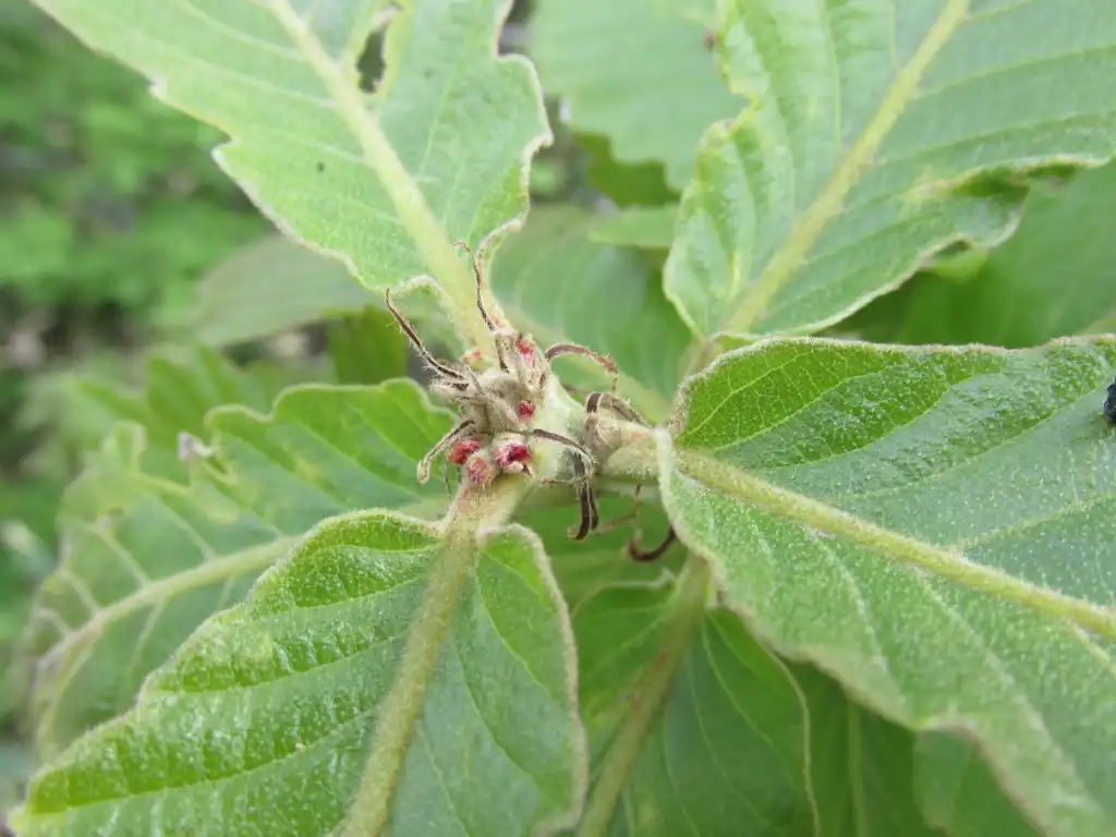 Photo of Quercus dentata - Female flowers:Aomorikuma