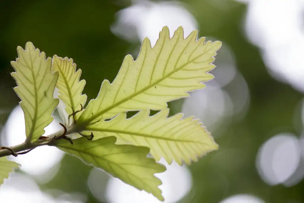 Photo of Quercus dentata - Underside of leaf:LiCheng Shih