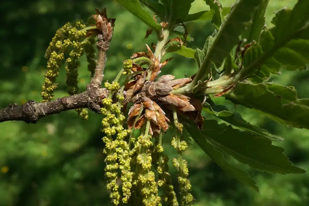 Photo of Quercus dentata - Male catkins:Plant Image Library