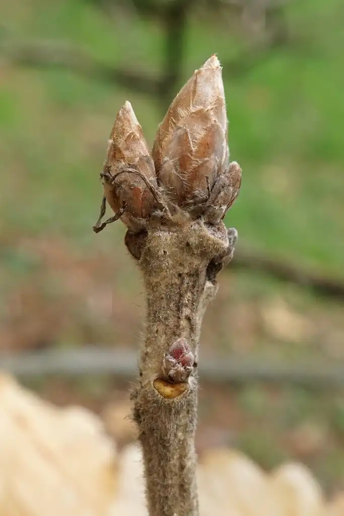 Photo of Quercus dentata - Terminal buds:Plant Image Library