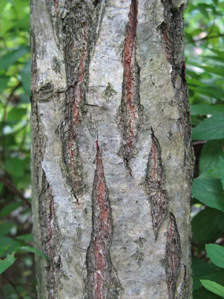 Photo of Quercus dentata - Bark:KENPEI