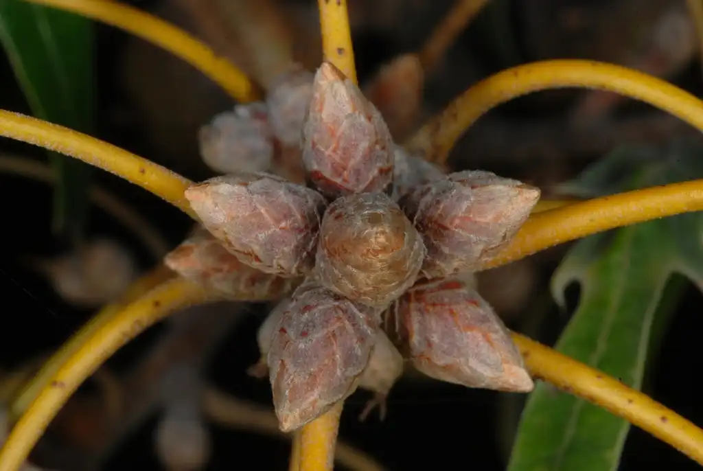 Photo of Quercus falcata (Quercus falcatas)