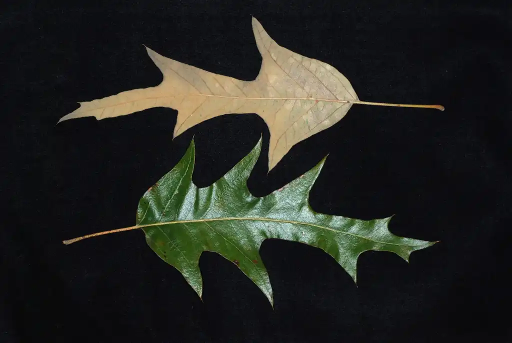 Photo of Quercus falcata (Quercus falcatas)