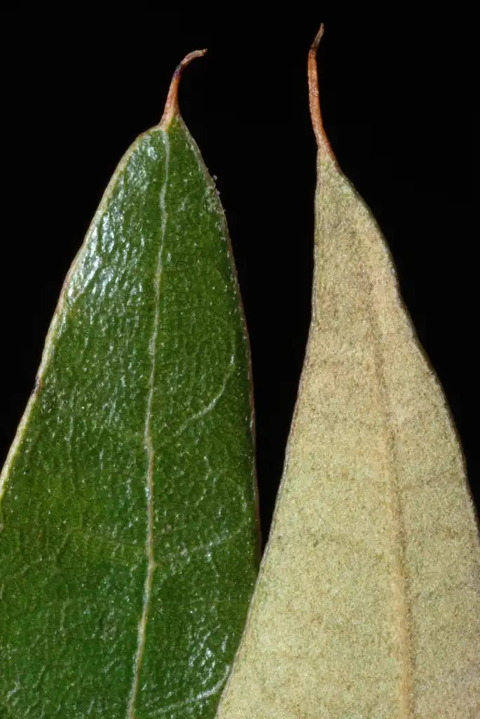 Photo of Quercus falcata - Leaf tips (Greensboro, NC)-Mid Fall:Douglas Goldman, USDA