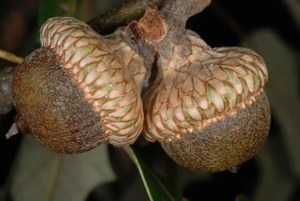 Photo of Quercus falcata - Side view of acorns (Greensboro, NC)-Mid Fall:Douglas Goldman, USDA