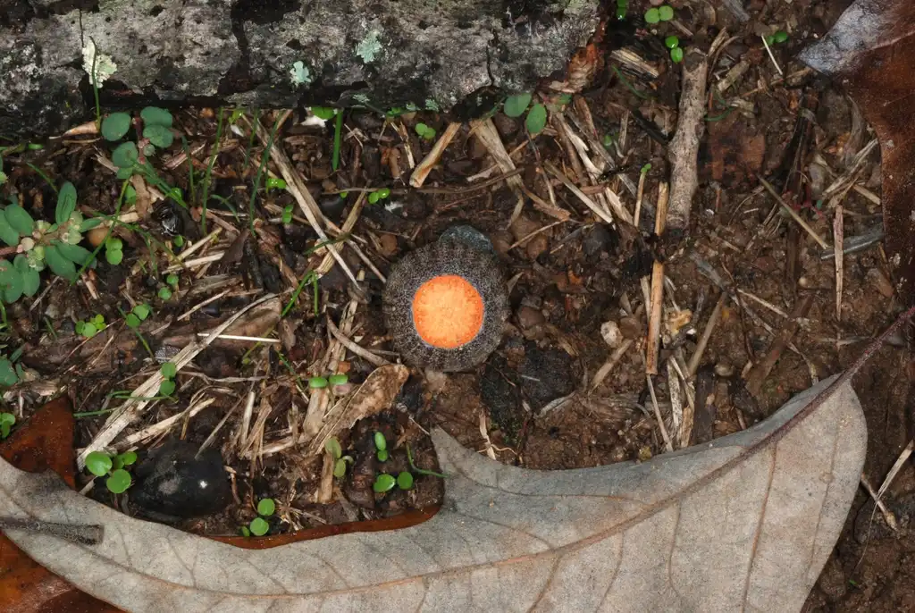 Photo of Quercus falcata - Fallen leaf and acorn (Greensboro, NC)-Mid Fall:Douglas Goldman, USDA